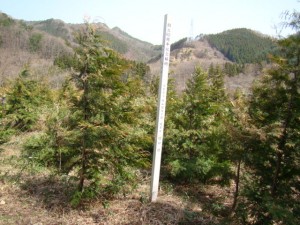 安子ヶ島開成の杜 安子ヶ島開成の杜