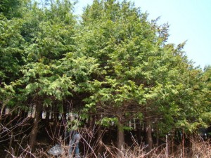 鞍手山開成の杜 鞍手山開成の杜