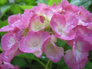 IMG_0381