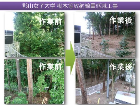樹木除染作業報告写真（３）