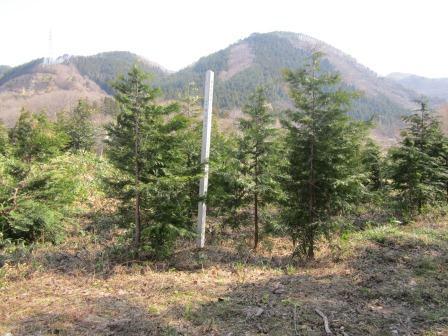 安子ヶ島開成の杜