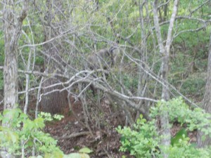 DSCN4026 (3)