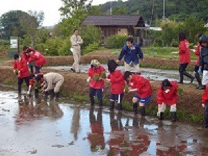 田んぼの向こうとこちらに一列に並んで、苗を植え始めます。