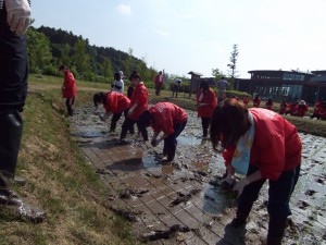 田んぼの向こうまで植えました。 農家の方々のご苦労が身に沁みます。