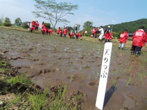 福島県オリジナル品種のうるち米「天のつぶ」を、植えました。