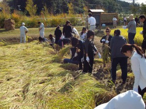 こちらは　もち米”こがねもち”の田んぼです。