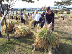 ”はせがけ”をします。 90度に向きを変えて・・・。日が当たるように・・・。 