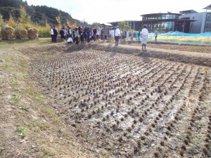 そして、田んぼはあっという間に刈取りが終わりました！！　落穂も集めて束に入れました！