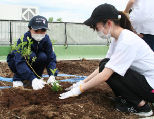 ブルーベリーの植え付け